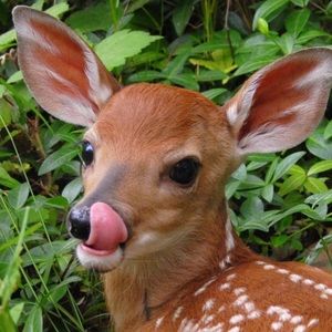 Meet your Posher, Daisy